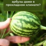 девственнице достичь оргазма: полное руководство для профессионалов
