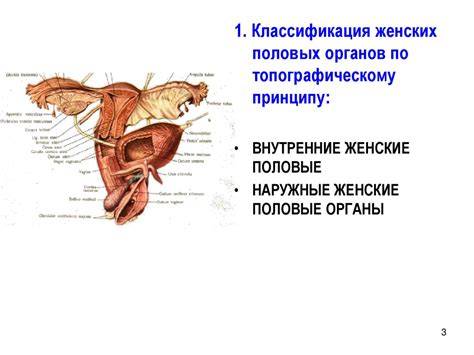 Женские проблемы половых органов: симптомы, причины и современные методы лечения